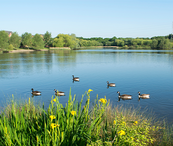 The abundance of wildlife to be enjoyed by residents of Manvers and Manvers Lake