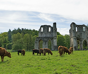 A herd of Roche Valley Cows in Dinnington