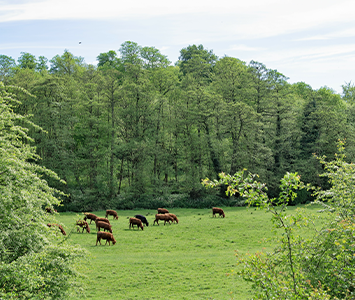 Roche Valley, Aughton, Rotherham