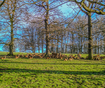 Deer roaming wild in the picturesque surroundings of Wentworth Woodhouse